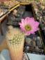Preview: Echinocereus websterianus